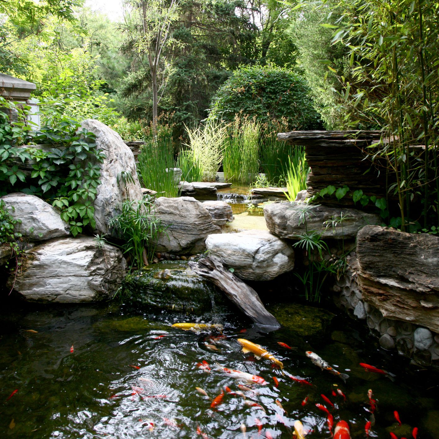 Aquarium Fish for Outdoor Fountains and Ponds