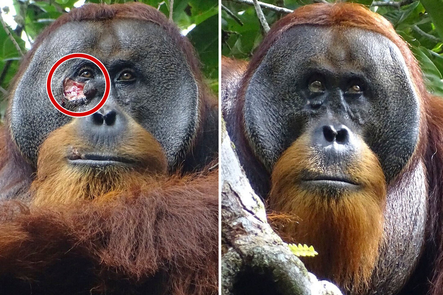 Orangutan heals nasty facial wound with medicinal plant in world first