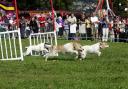 Dog racing at Keighley Mayor's Carnival in 2007