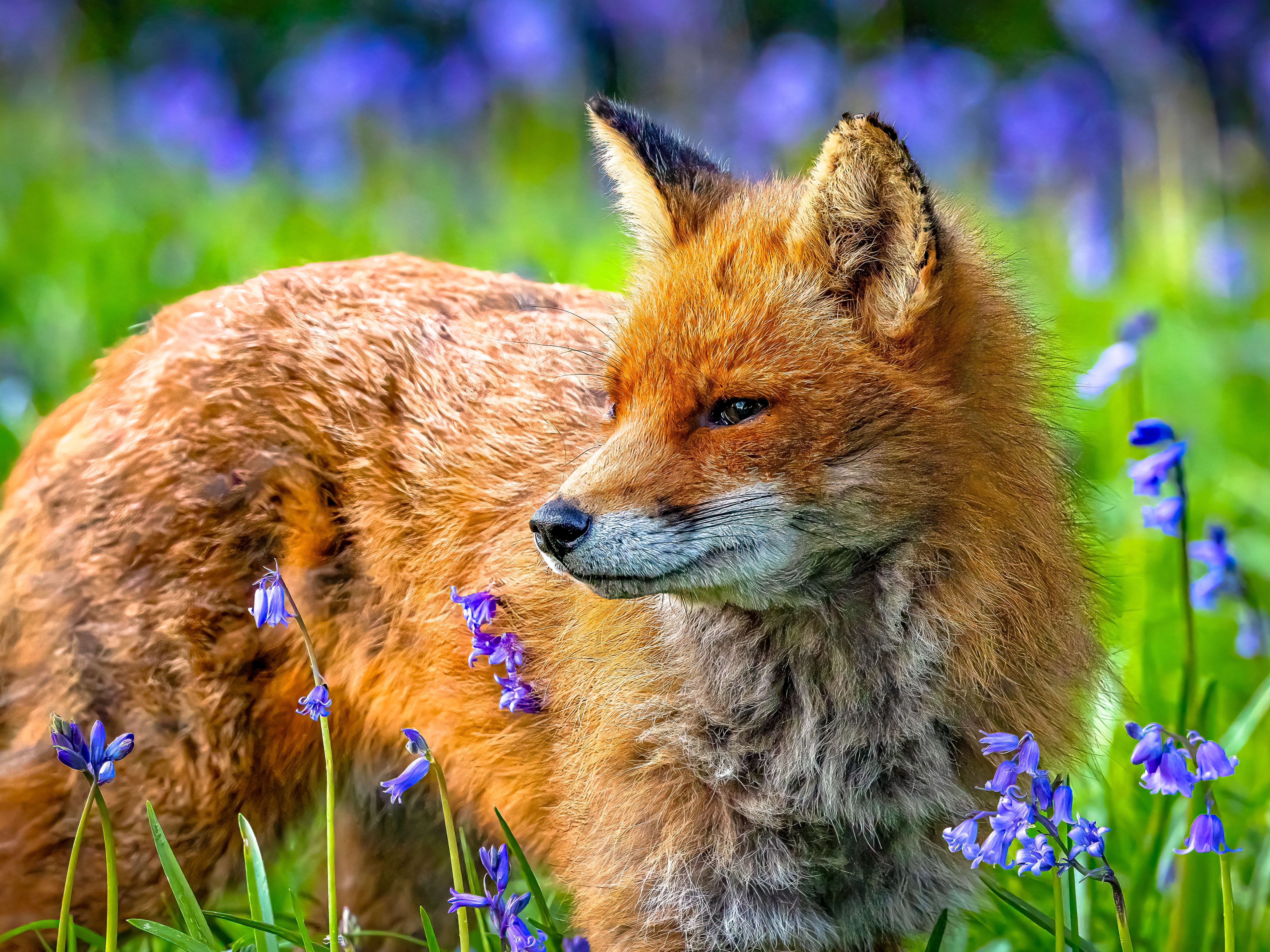A fox among the bluebells in Bournemouth, Dorset. A 2017 study found that the town had the highest concentration of urban foxes in the UK, with 23 per sq km