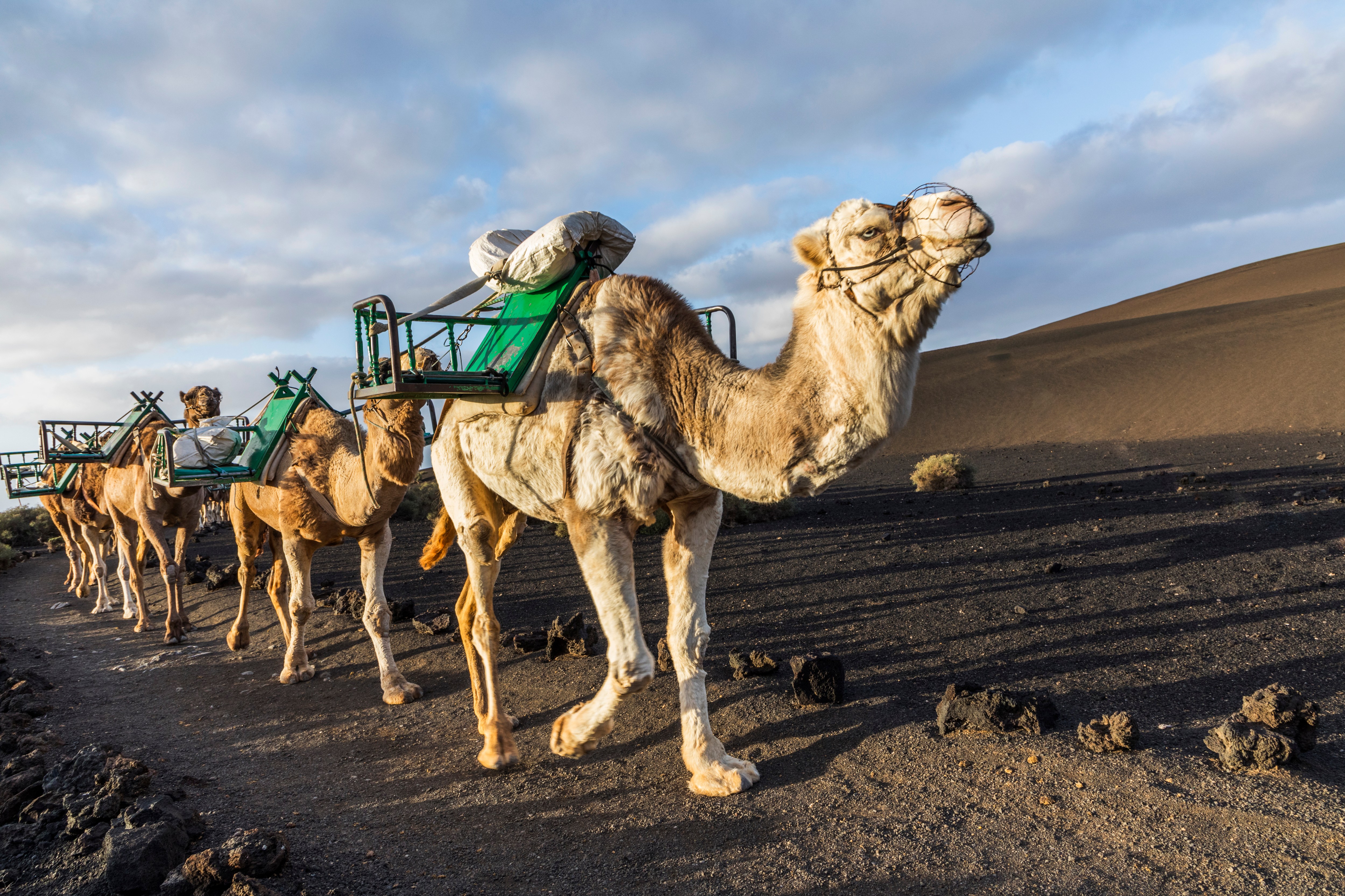 P&O Cruises’ Canary Islands trips include excursions such as camel rides in Lanzarote’s Timanfaya National Park