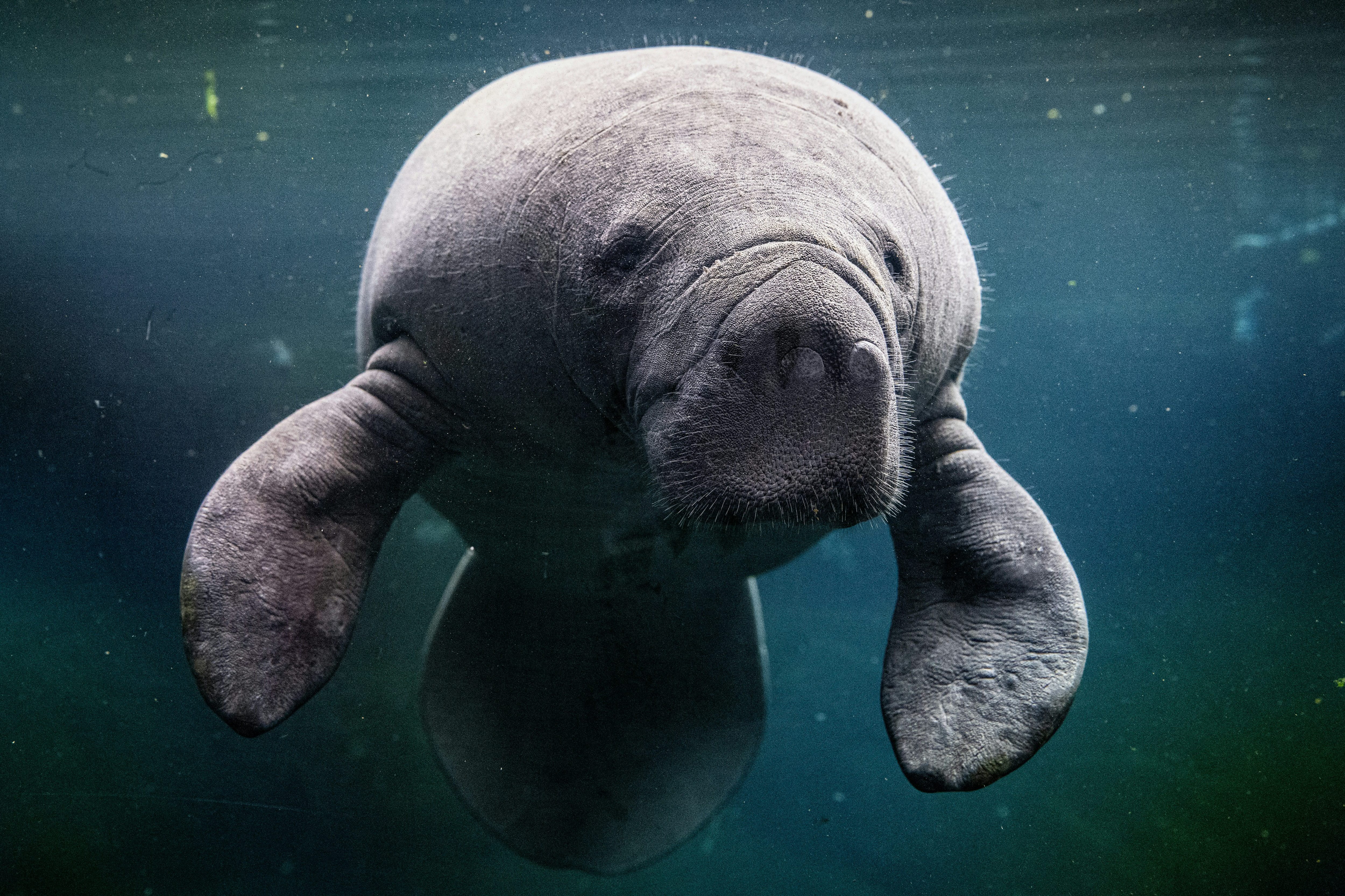 A new member at the Paris Zoological Park, a female manatee called Unai, settles in. She came from a zoo in central France and has been brought to Paris in the hopes she will mate with the park’s two male manatees