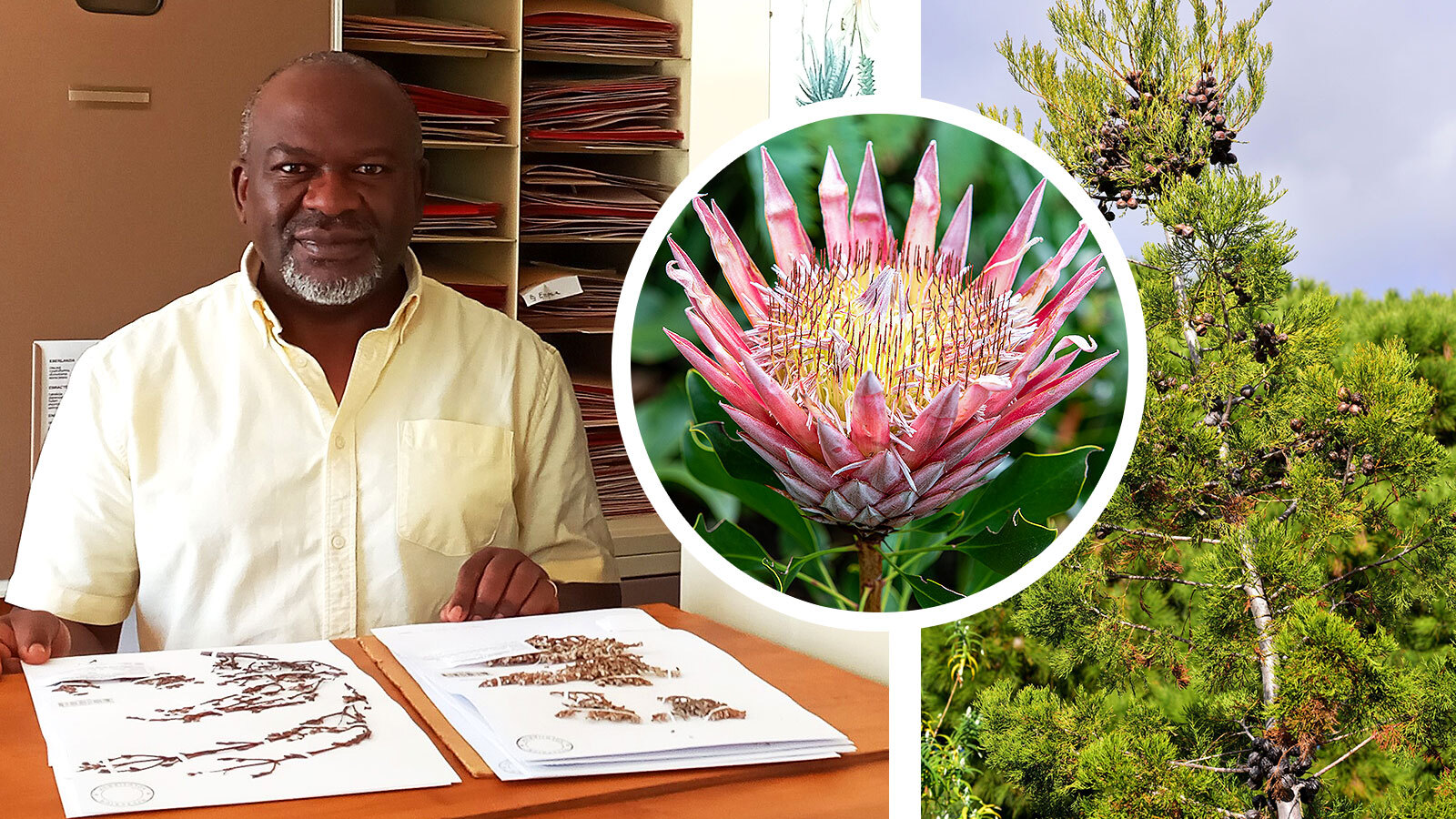 Professor Muthama Muasya said Kew herbarium had “historical baggage” dating to the age of empire when material was just taken