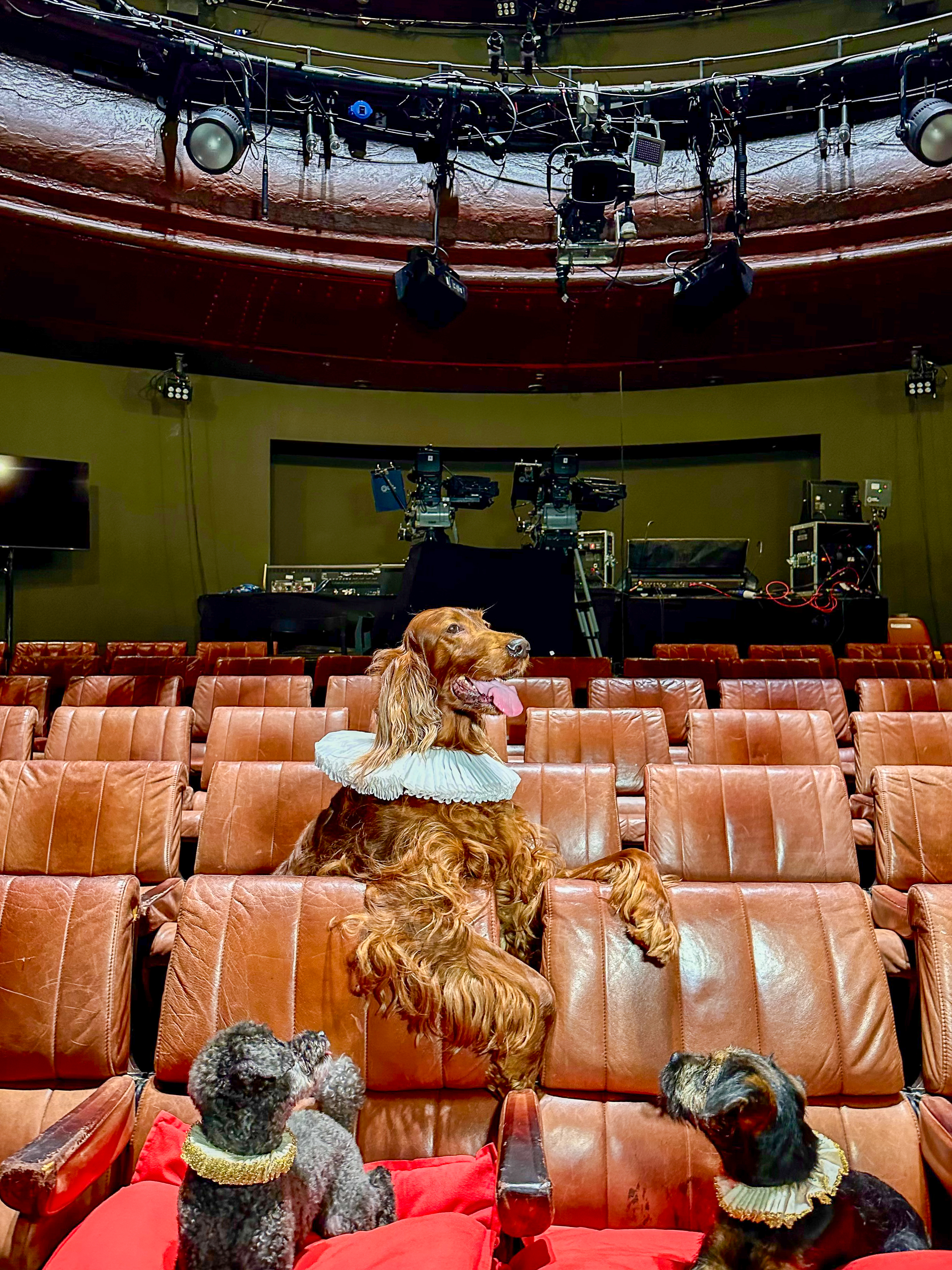 Bella the red setter, Better the border terrier and Heidi the toy poodle — all owned by Shakespeare’s Globe theatre staff — toured some of London’s theatres, complete with ruffs, in celebration of World Theatre Day