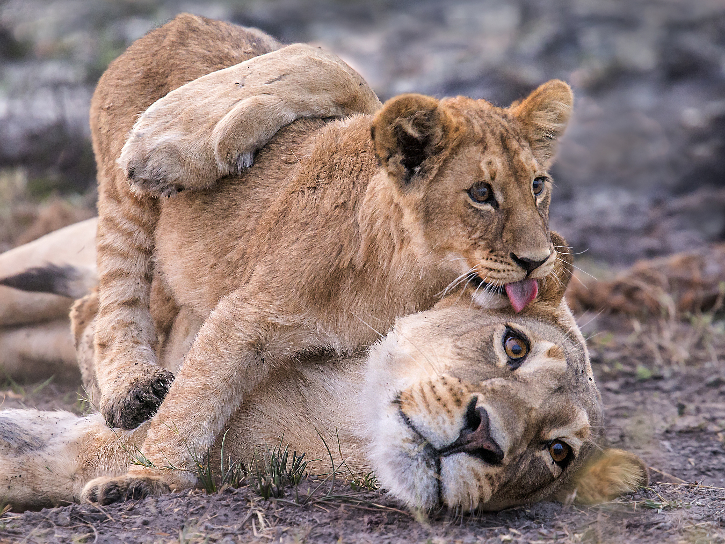 A lion cub cuddles up with her mother at Chobe National Park in northern Botswana