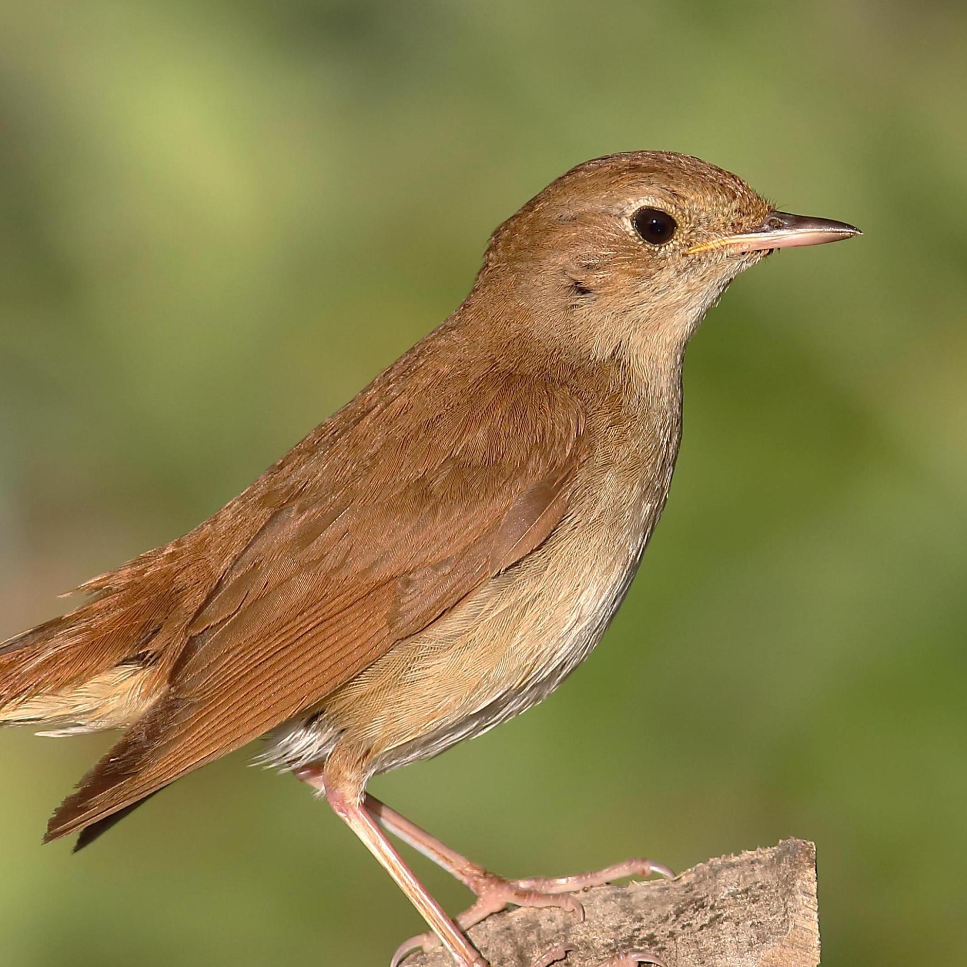 There are fewer than 5,000 singing male nightingales in England, largely restricted to the southeast