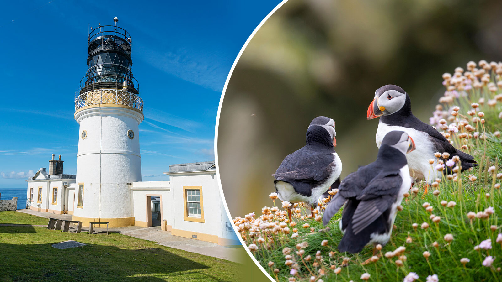 Sumburgh Head lighthouse, where puffins return to the same burrow each year in April