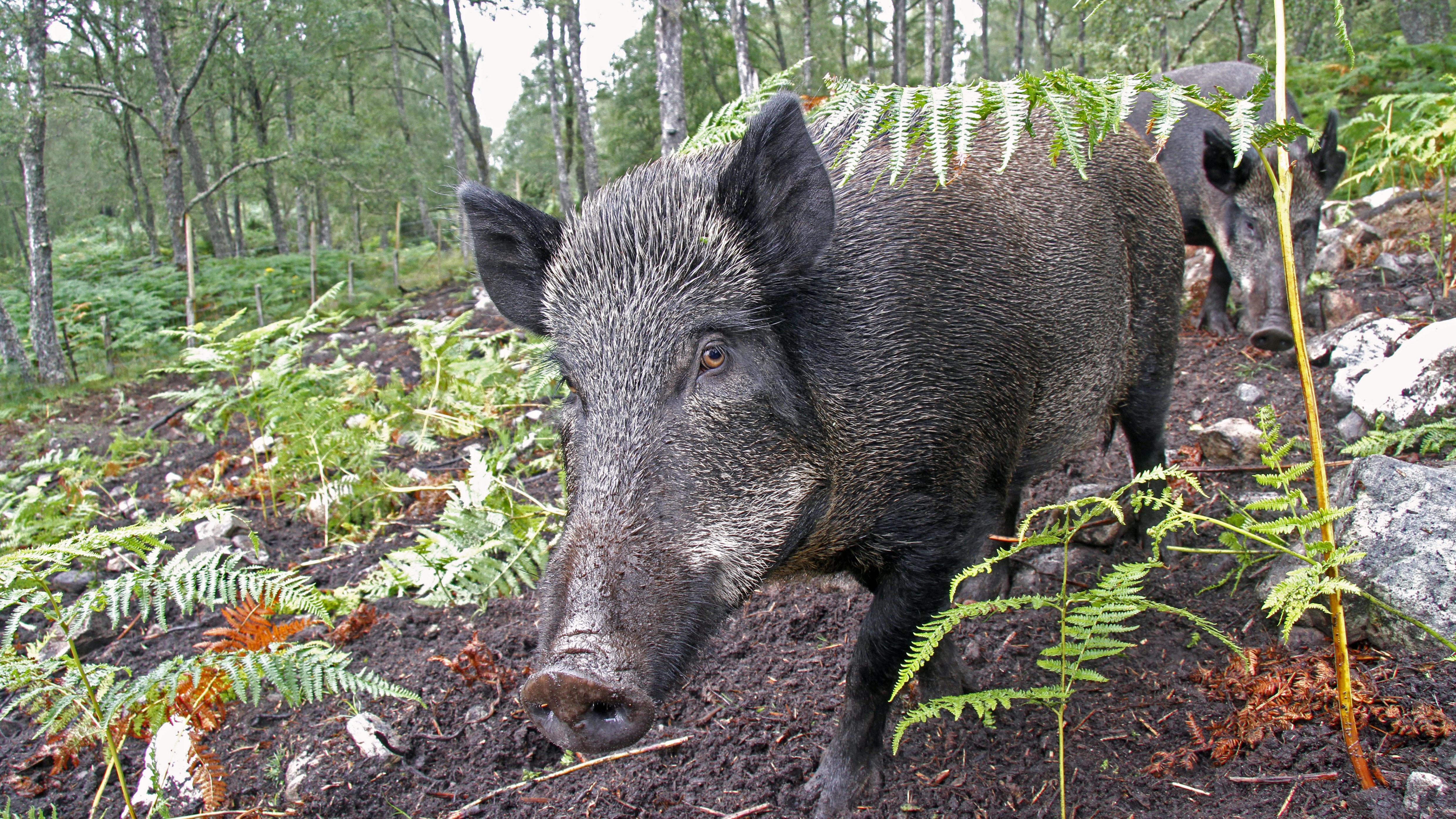 Farmers given how-to guide for culling feral pigs