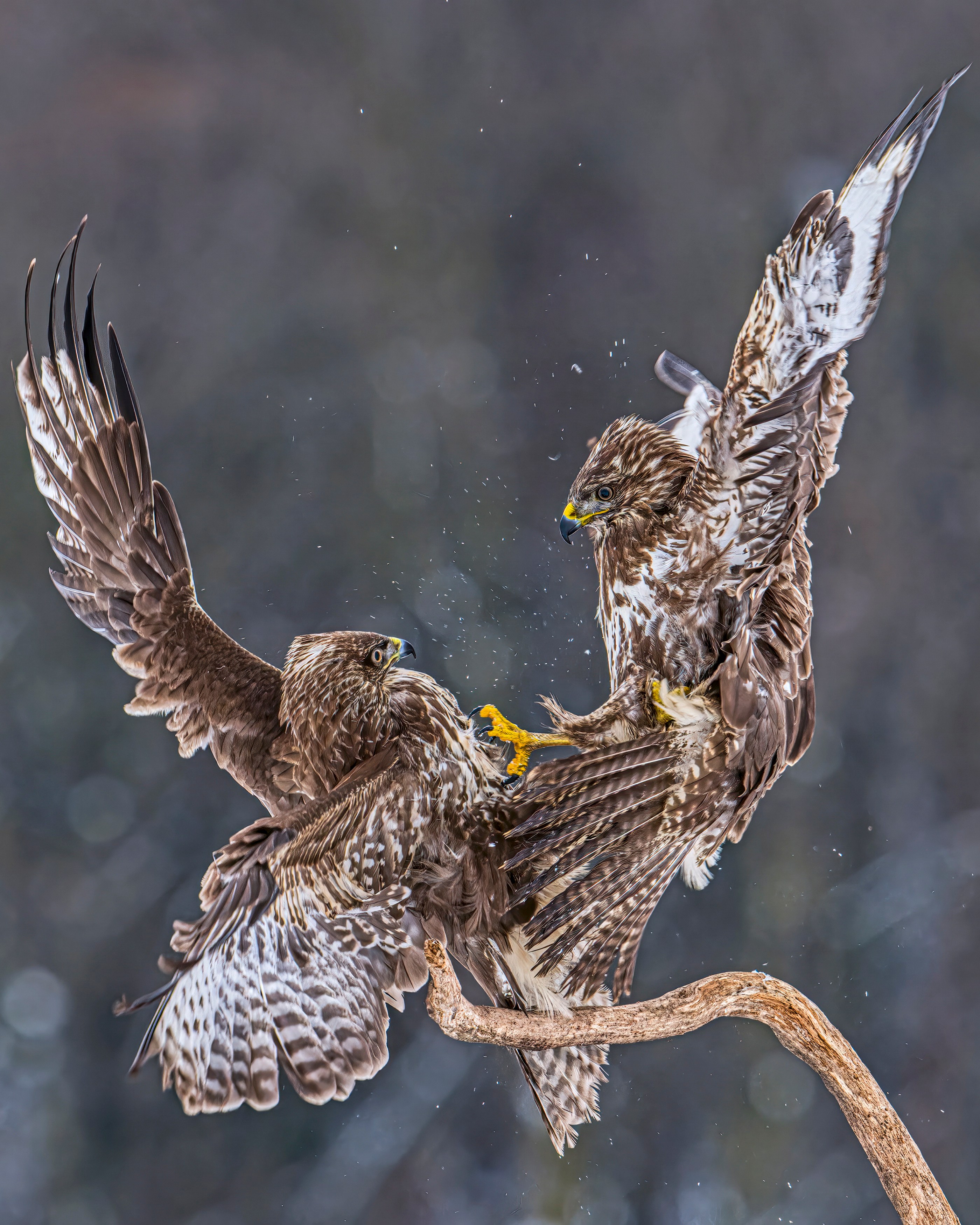 Two buzzards squabble over food in the White Carpathian Mountains, Czech Republic