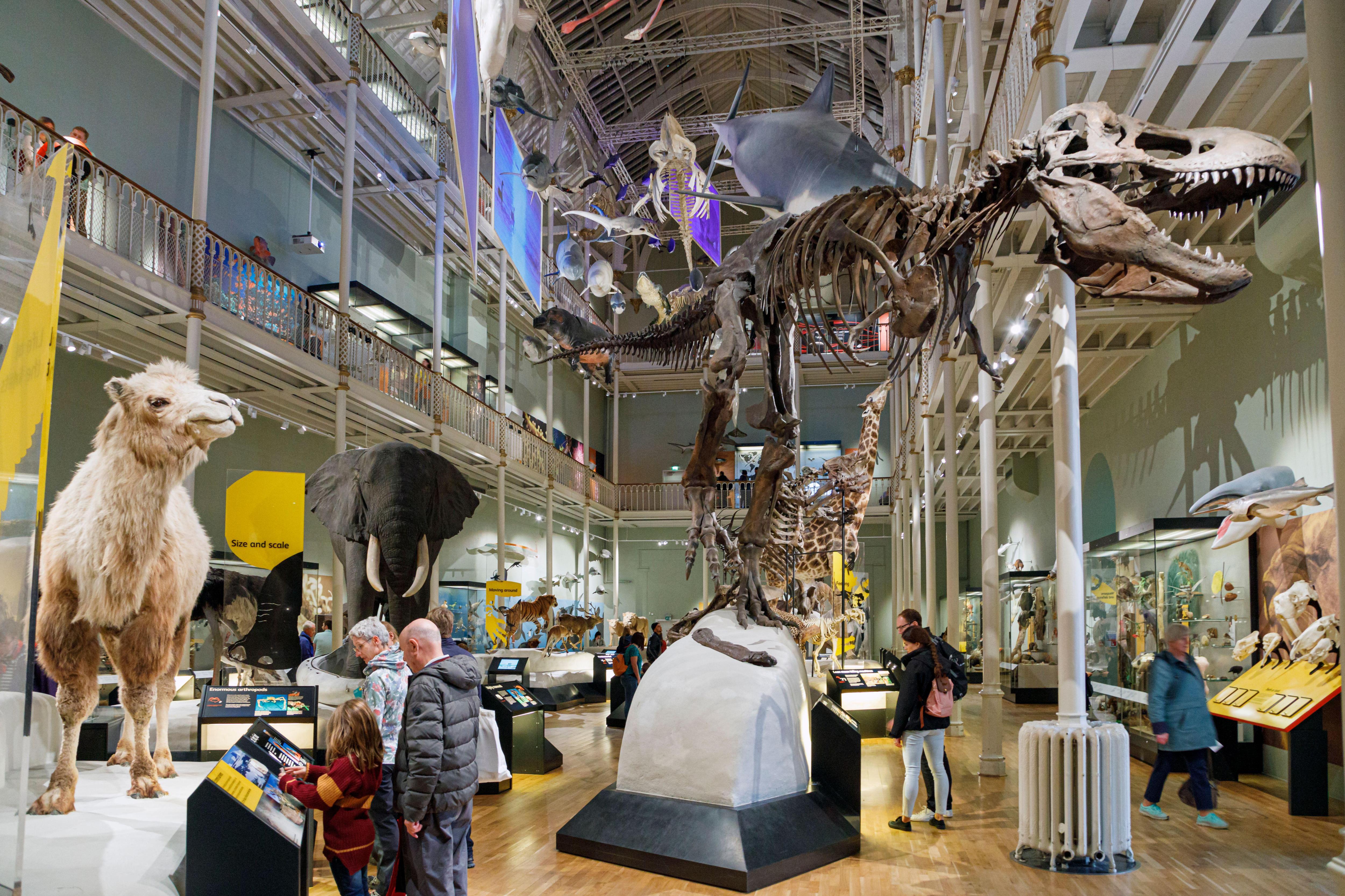 The Tyrannosaurus rex skeleton at the National Museum of Scotland, Edinburgh