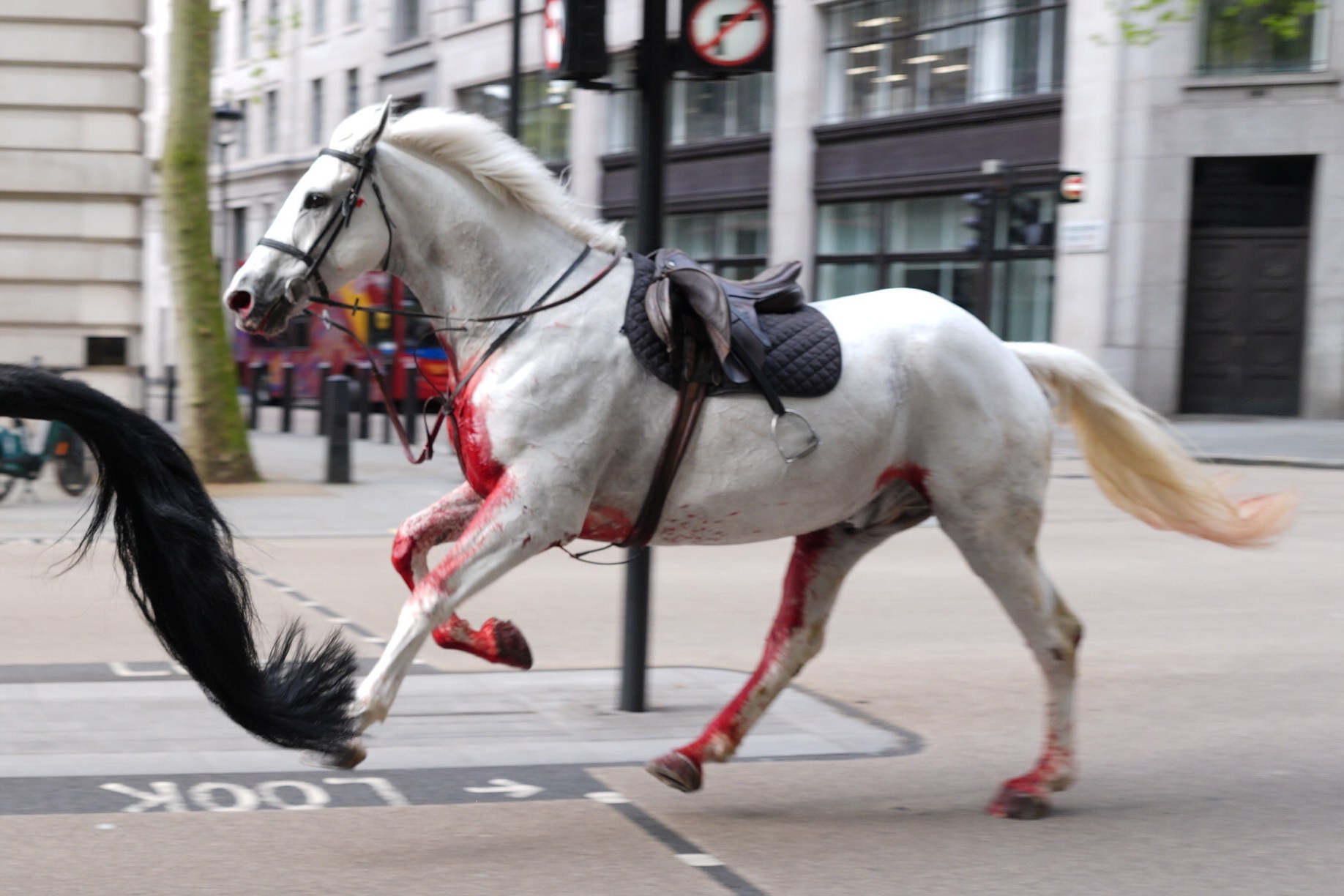 a white horse with a saddle and bridle is running down the street