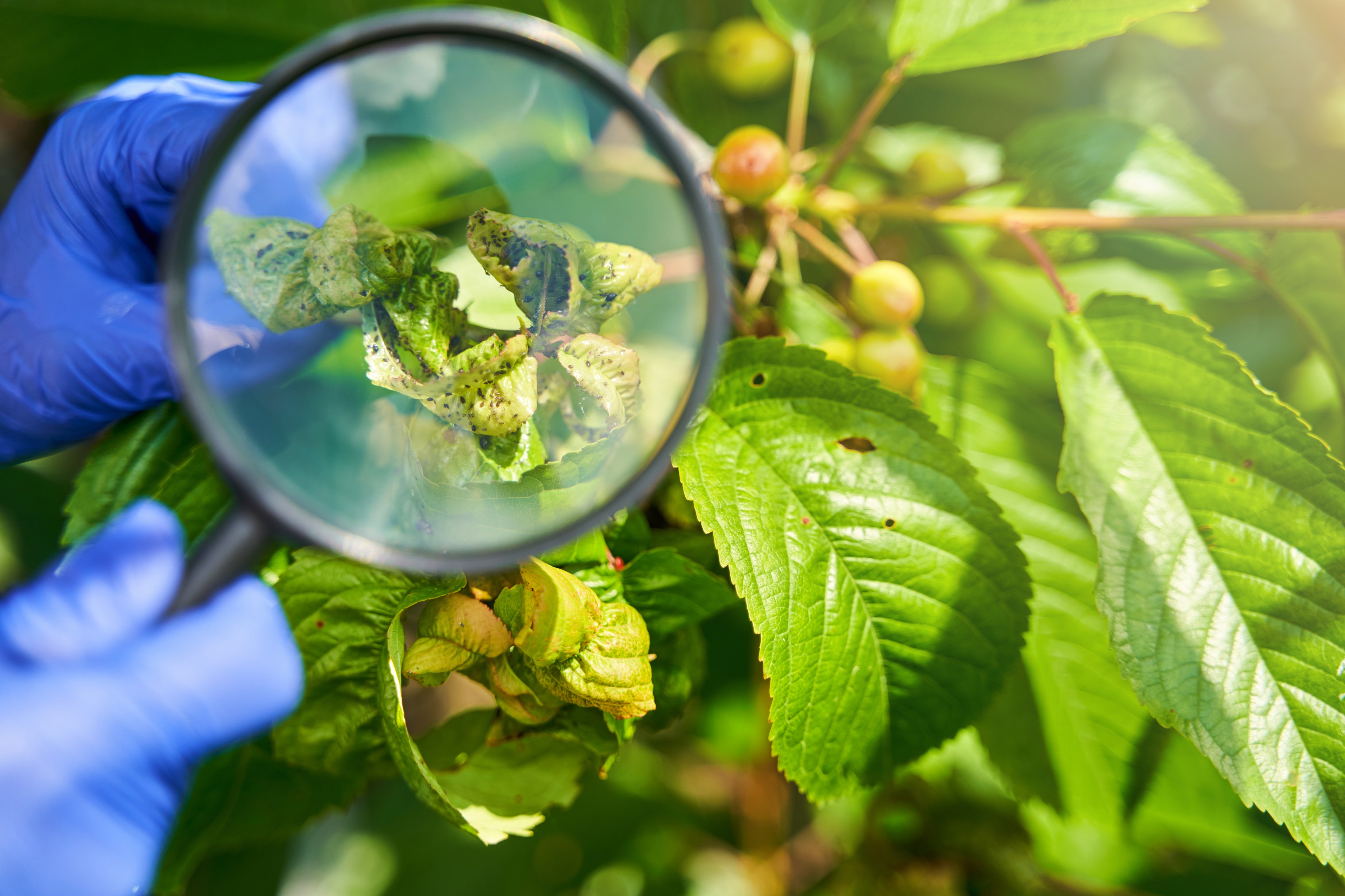 Top 10 plant diseases to watch out for this summer