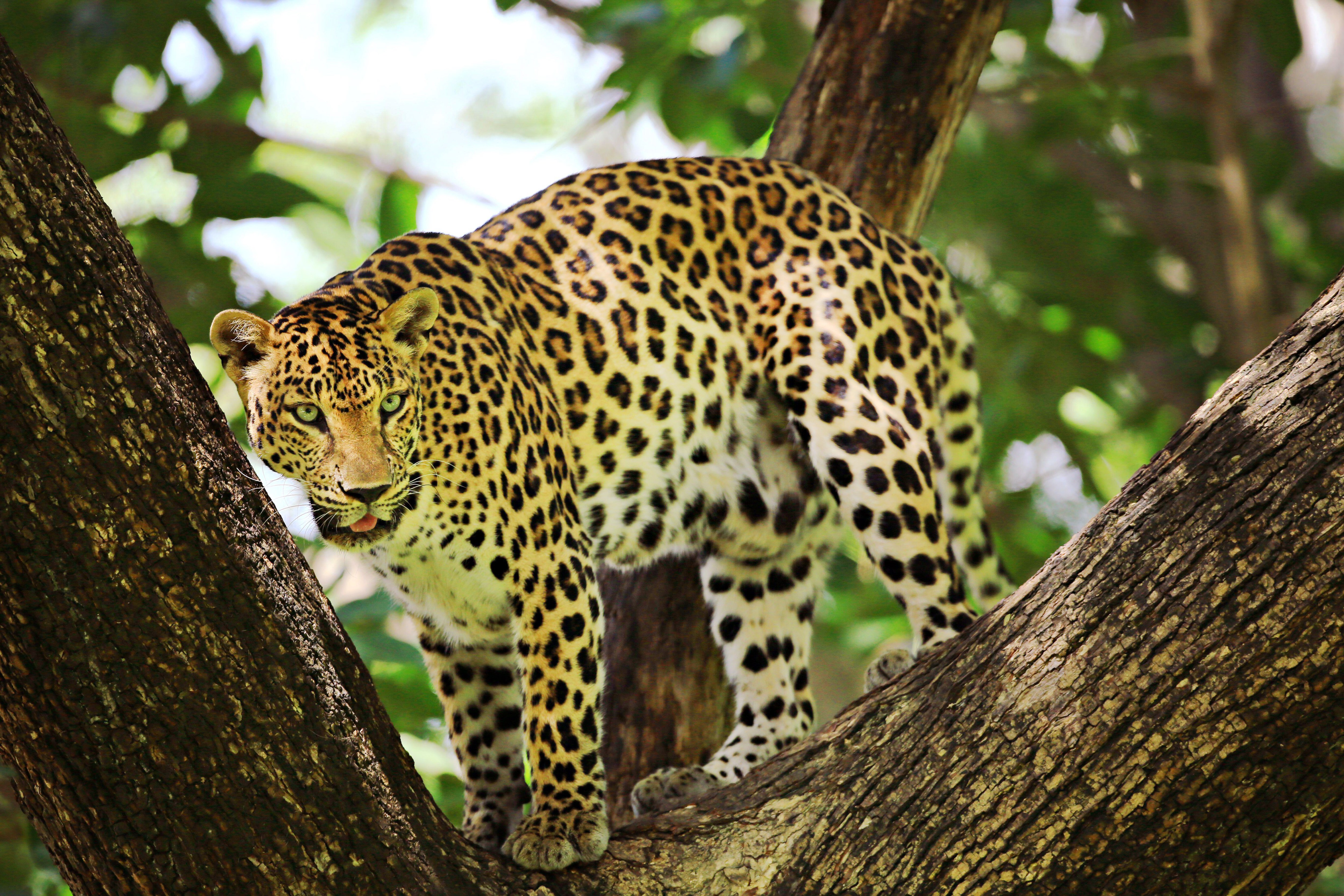 A leopard in Kaeng Krachan national park