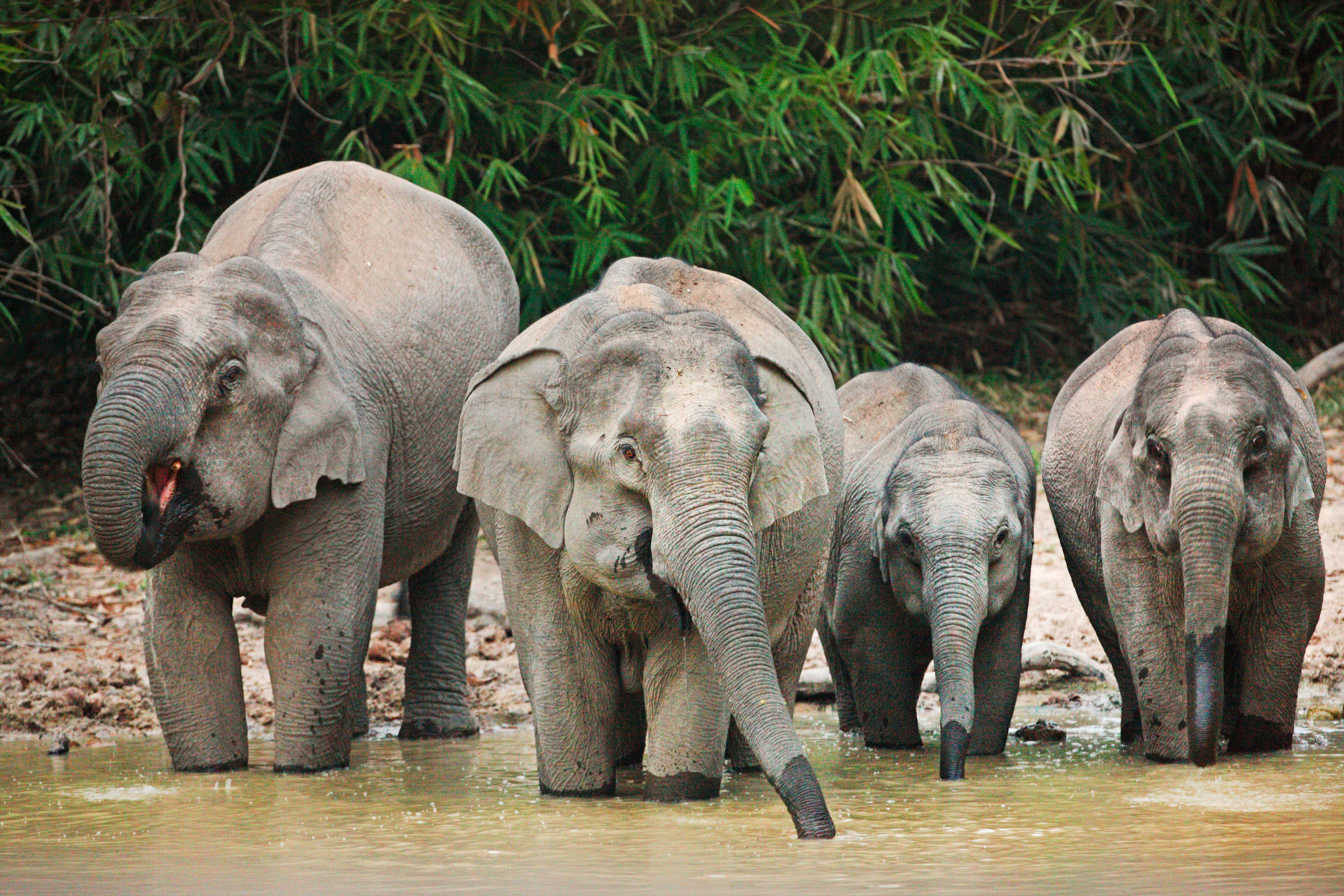 Asian Elephants in the national park