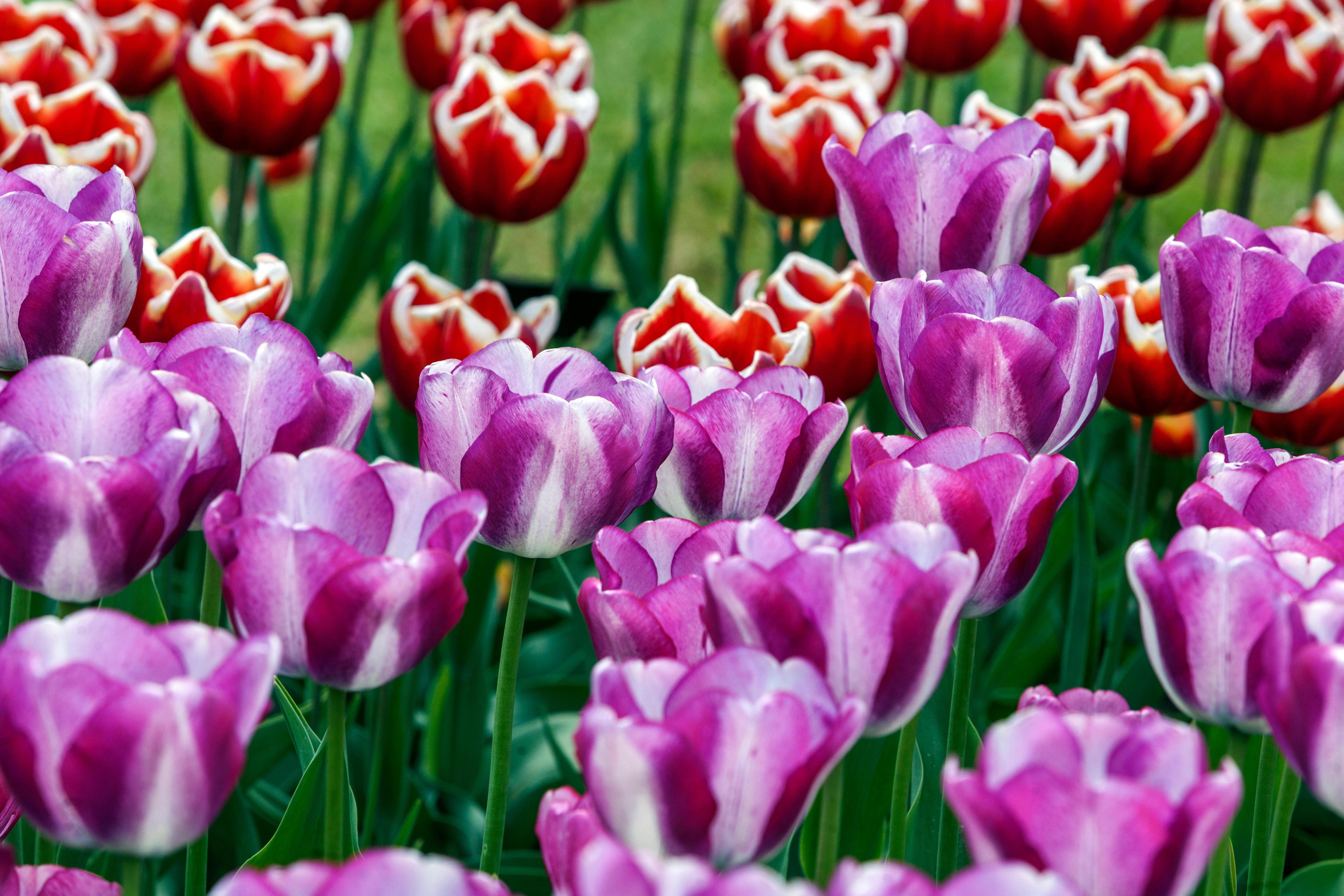 Seven of the best jewel tulips to add sparkle to your garden