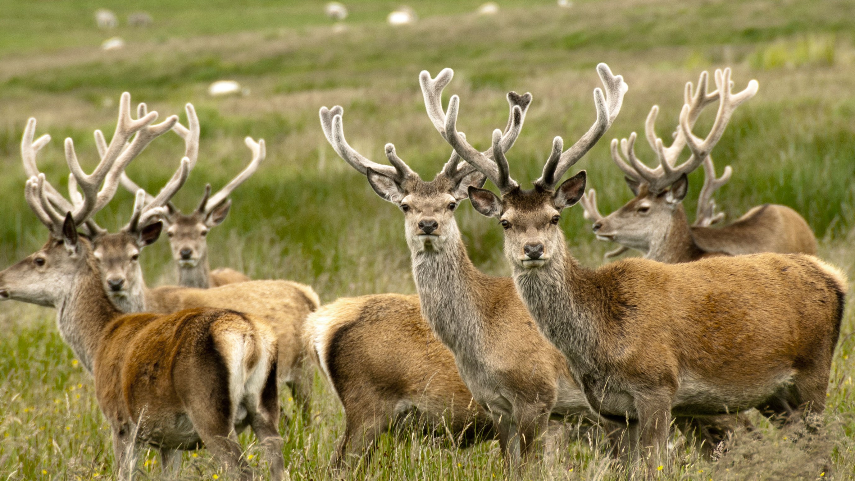Fifth of deer population face cull to protect trees