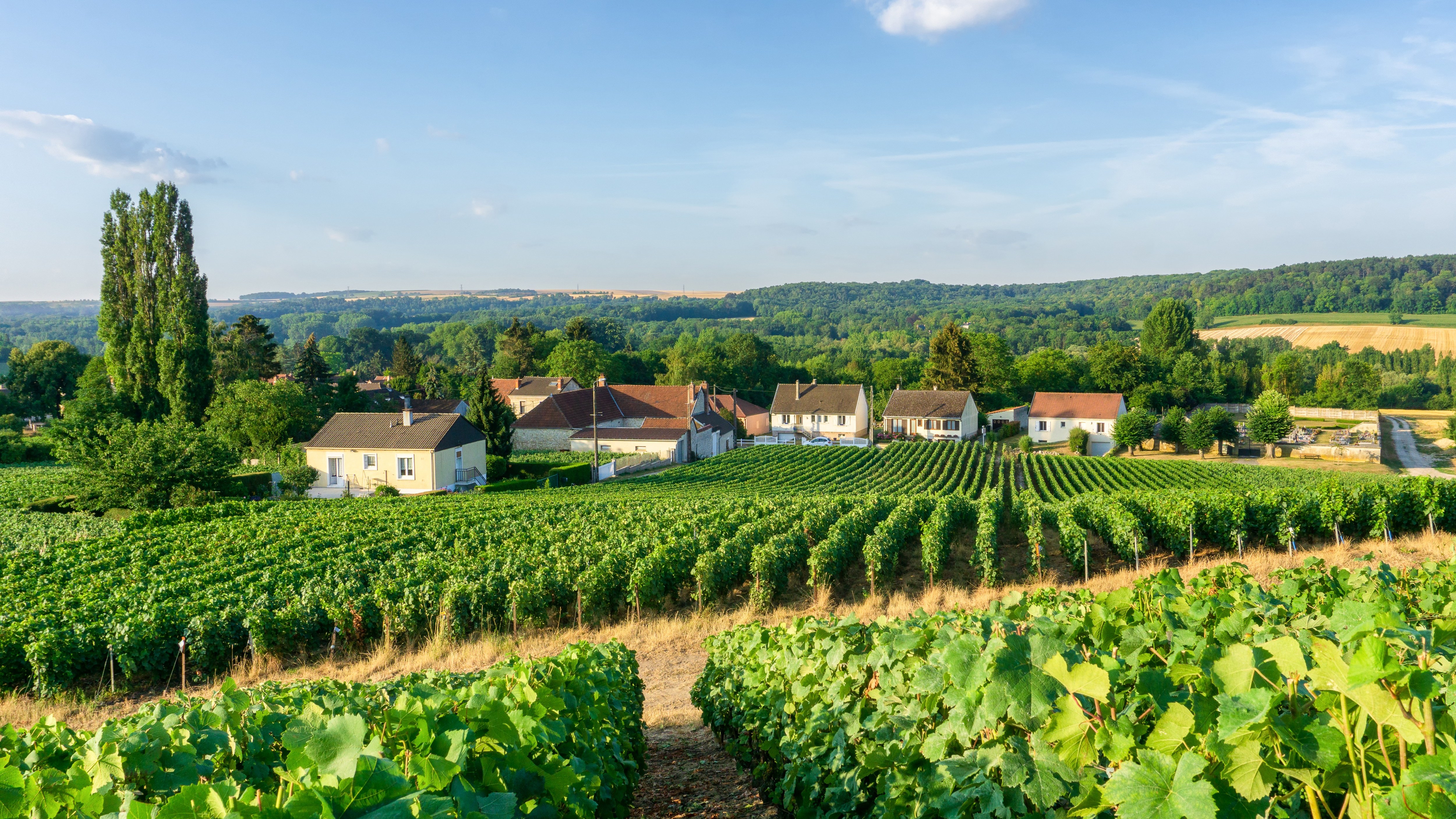 Champagne vineyards at Montagne de Reims