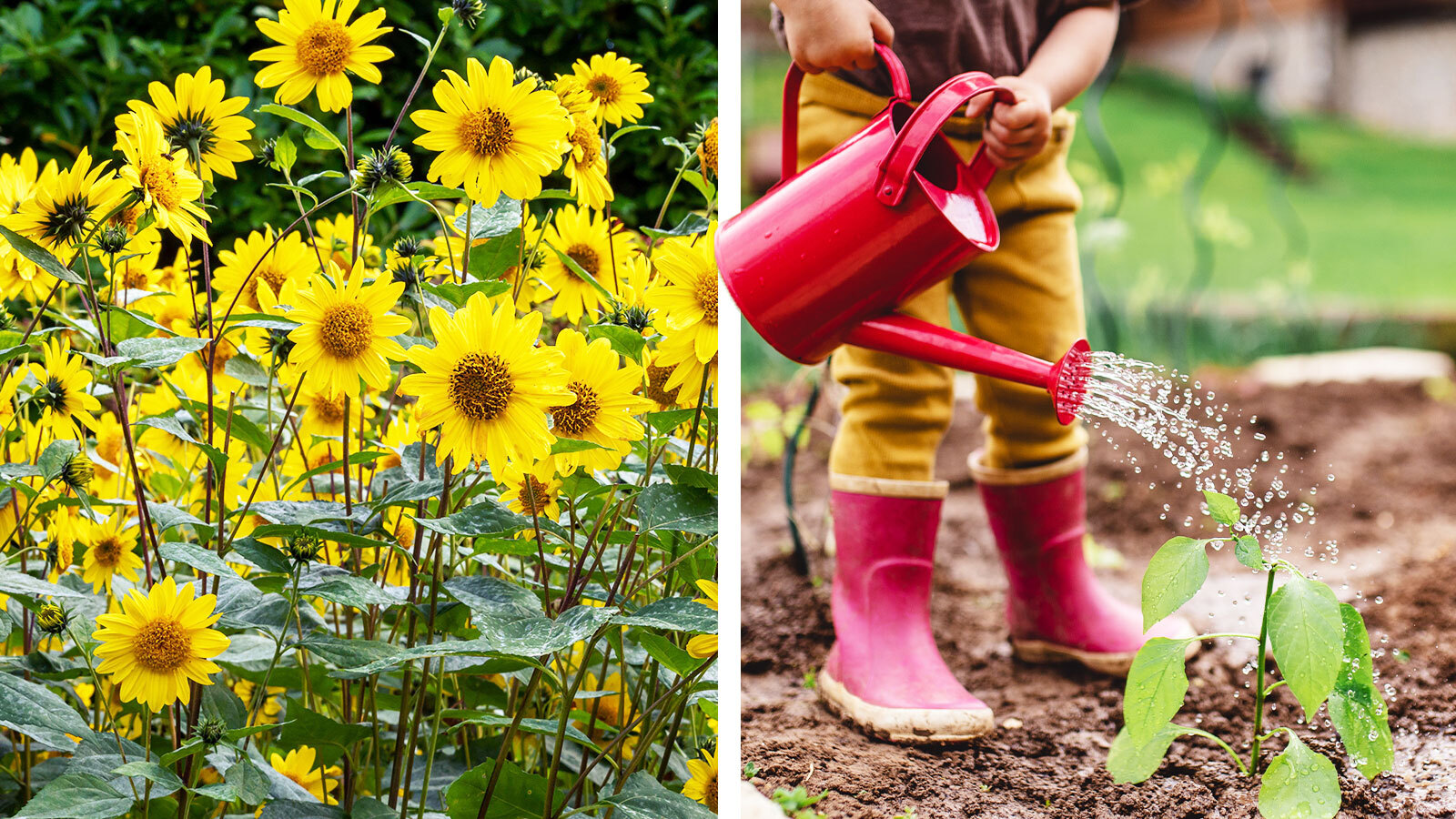 Joe Swift’s tips for gardening with kids, and the best plants to grow