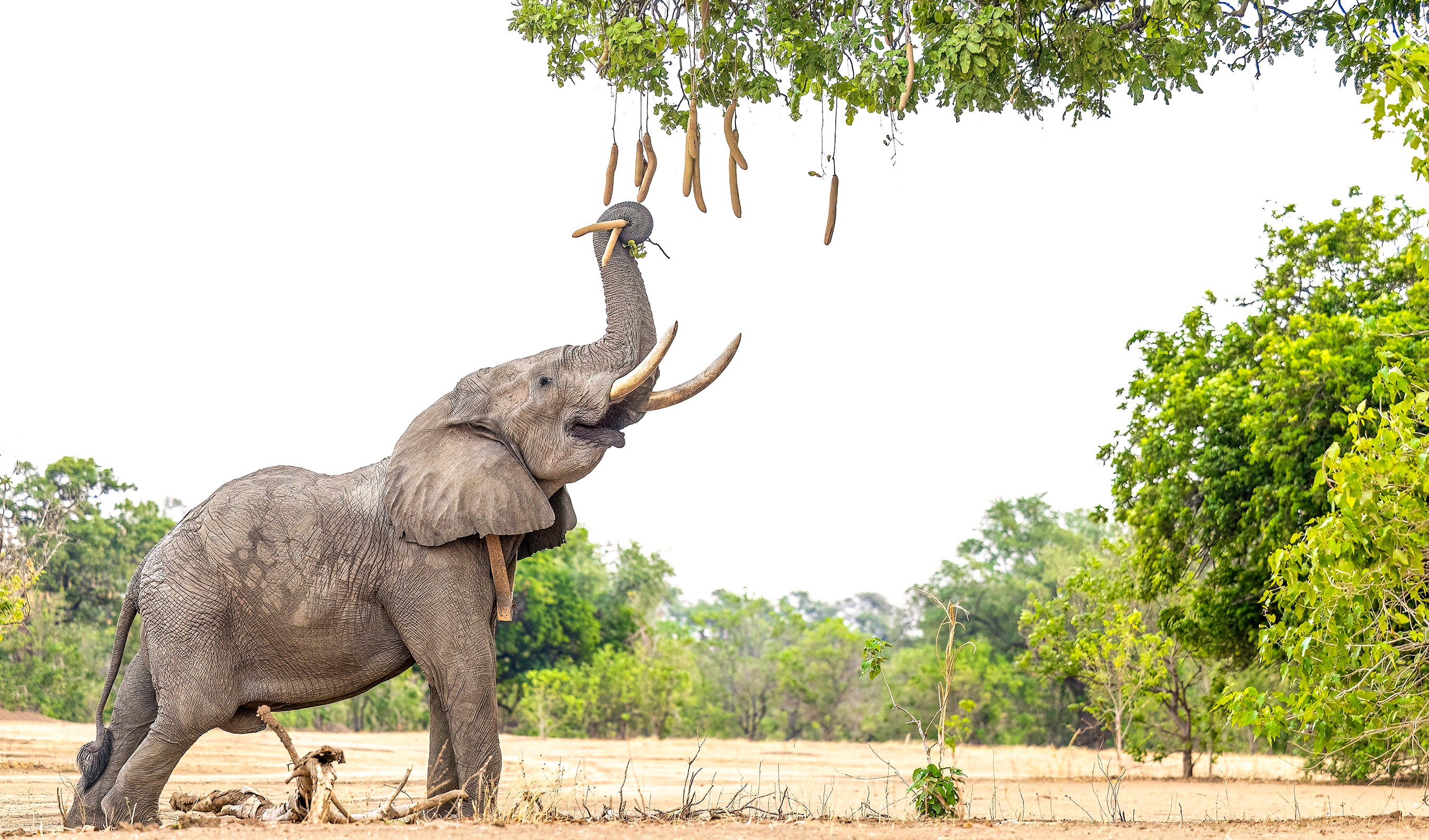 An elephant gracefully picks from a Kigelia africana at Mana Pools National Park, Zimbabwe. Commonly known as the sausage tree, the plant’s fruit is eaten by many other animals including baboons and giraffes