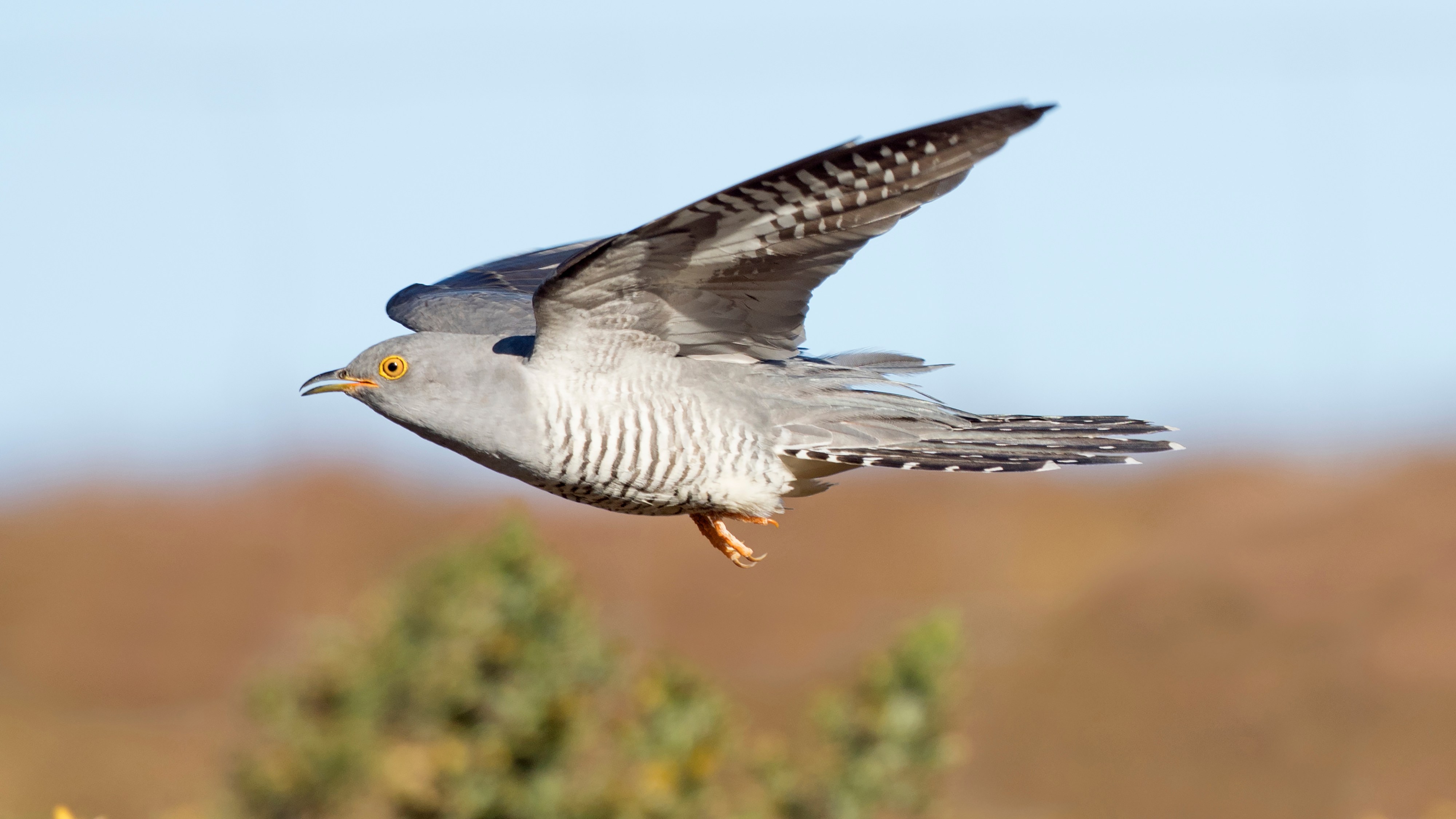 Migrating cuckoos face spring dilemma