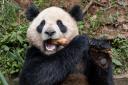 Giant panda Yun Chuan will soon make the trip from China to the US to his new home in San Diego Zoo (Ken Bohn/San Diego Zoo via AP)