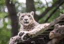 Snow Leopard at Lakeland Wildlife Oasis. Photo: Sandy Kitching