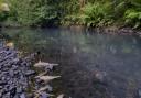 Dead fish in Cunsey Beck last year