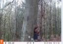 Jason Braithwaite said that this was the first red squirrel seen in this woodland in 20 years