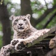 Snow Leopard at Lakeland Wildlife Oasis. Photo: Sandy Kitching