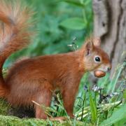 The ranger tasked with helping boost the red squirrel population gave a talk on Tuesday night