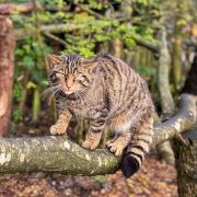 The zoo's Scottish wild cats could be the ones to benefit from your unwanted trees