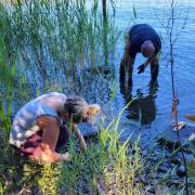 The planting of reed beds at Windermere