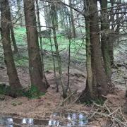 Woodland regenerating