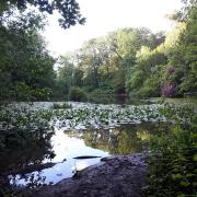 England’s natural habits and ecosystems are in steep decline