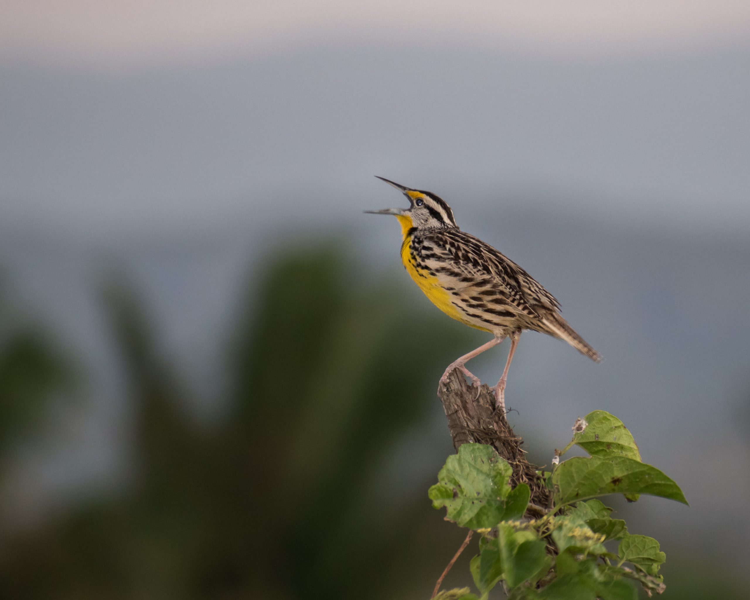 Belize Birding Festival