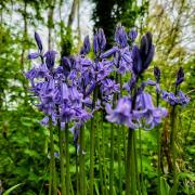 Walton Gardens by Tony Crawford