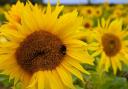 A bee feasts on a sunflower. Picture by Kayleigh Cheshire.