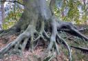 Spooky tree roots. Picture by Caroline Barrett.