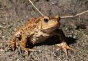 A toad crossing the road on Wednesday, February 14