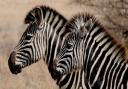 Zebras