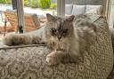 Petrov the 15-year-old Siberian cat enjoying his new life in Australia.