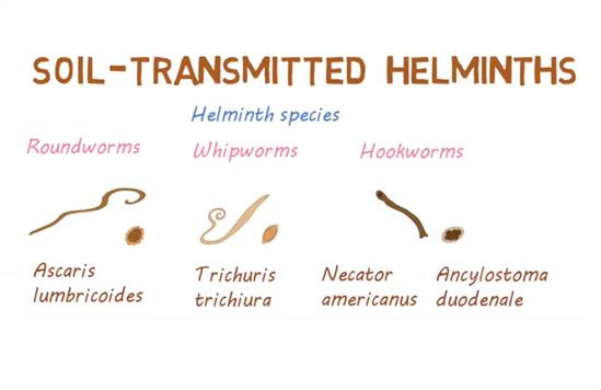 soil-transmitted helminths-deadly worms