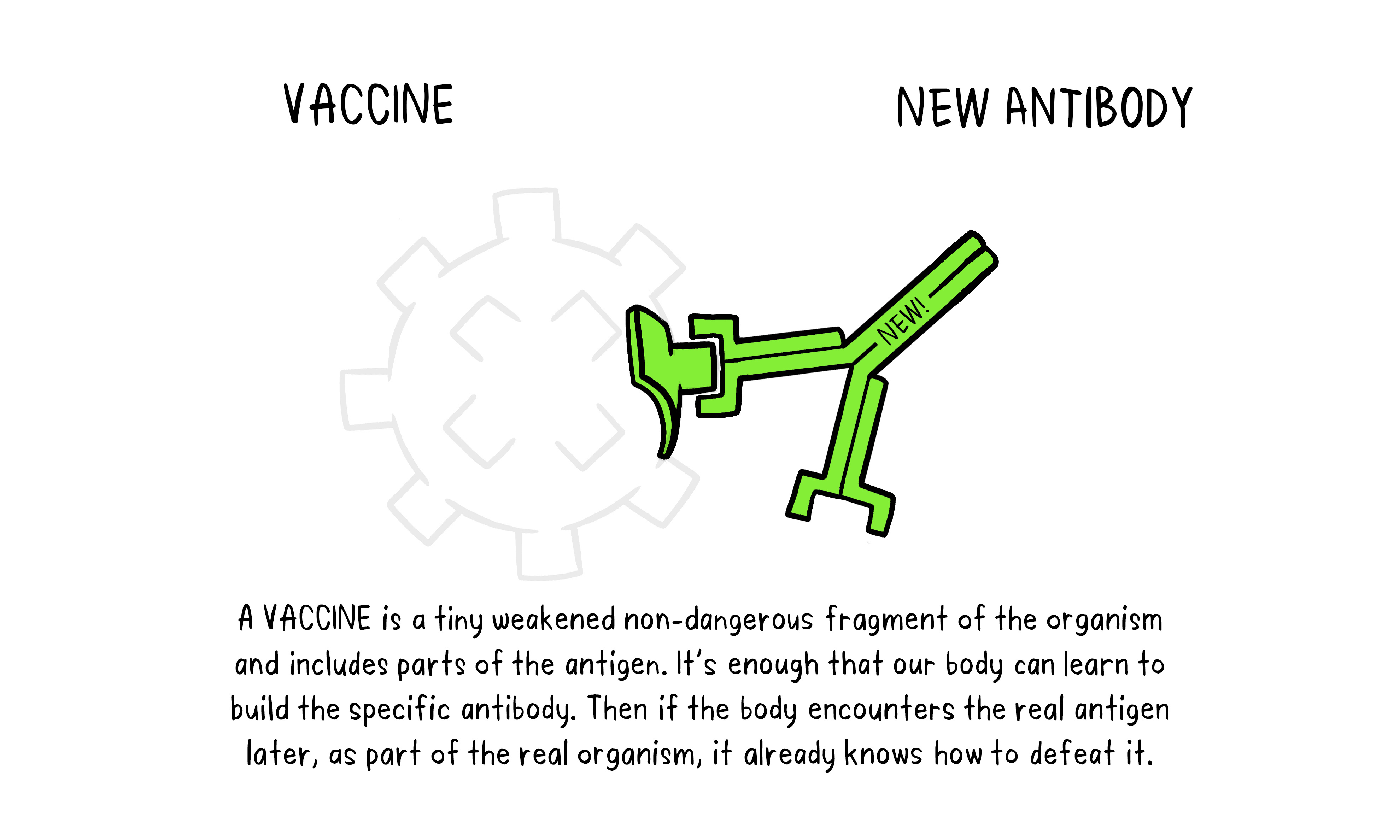 Vaccines Antibody illustration 02_29 Oct