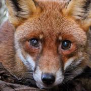 Merseyside fox rescuers receive share of £1million fund