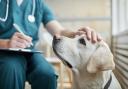 Jackie Marshall, qualified vet and technical advisor at the veterinary nutraceuticals company VetPlus, has shared 5 common illnesses that could be affecting your pet.