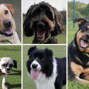 These five dogs are looking for loving new homes - can you help?