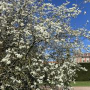 Where in Worcestershire are the best places to see the blossom on the trees in the spring time?