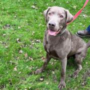 Milo the 20-month-old labrador. Picture: York RSPCA