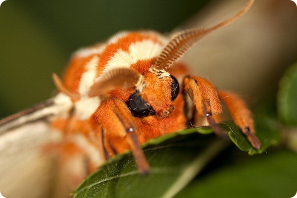   (. Citheronia regalis)