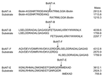 Thumbnail of Substrate peptide sequences, the botulinum neurotoxin (BoNT) serotype predicted cleavage product sequences, and masses of the substrate and product peptides. Peptides for BoNT-A and -E were derived from the human SNAP (synaptosomal-associated protein)-25 protein. The substrate peptide for BoNT A, 187-SNKTRIDEANQRATKML-203, was modified to biotin(ε)-KG(K189-&gt;R and K201-&gt;R)GGK-(ε)Biotin. The BoNT-E substrate sequence was also from human SNAP-25 (156–186). Substrate peptides for 